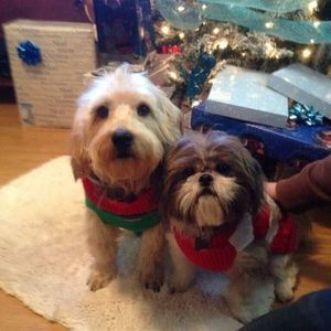 Meet your Posher, Darlene